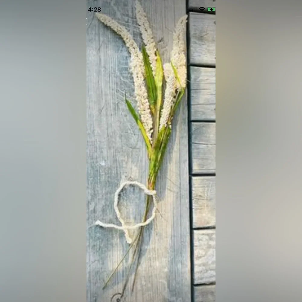 *Cream Millet Stem, 30” Bundle of 3